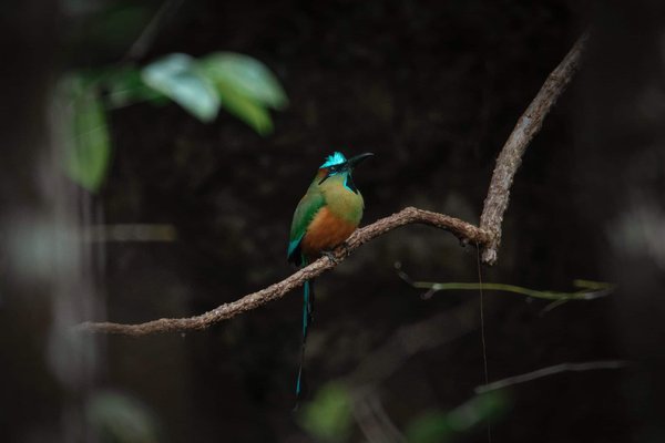 Can You Bake a Luxurious Olive Oil Cake with Thyme and Lemon Glaze?